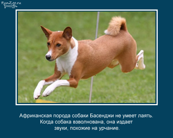 https://cdn.trinixy.ru/pics4/20090504/animal_facts_03.jpg
