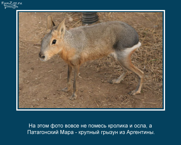 https://cdn.trinixy.ru/pics4/20090504/animal_facts_06.jpg