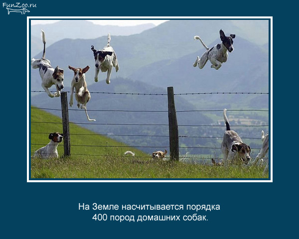 https://cdn.trinixy.ru/pics4/20090504/animal_facts_14.jpg