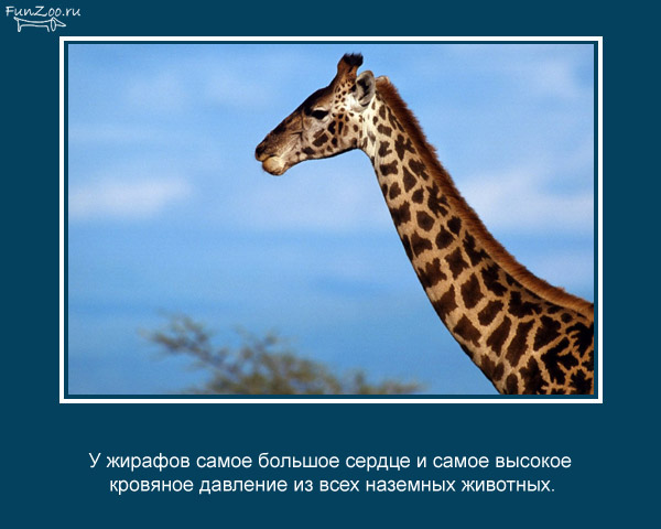 https://cdn.trinixy.ru/pics4/20090504/animal_facts_23.jpg