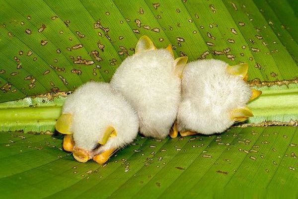 Гондурасские белые летучие мыши (9 фото)