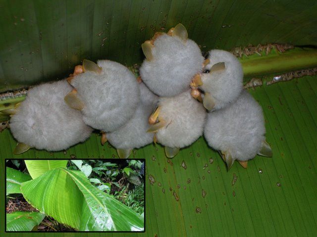 Гондурасские белые летучие мыши (9 фото)