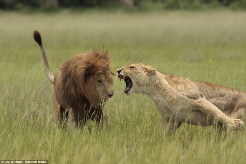 Женщин лучше не злить. Особенно, если речь о львицах. Настоящих львицах (3 фото)