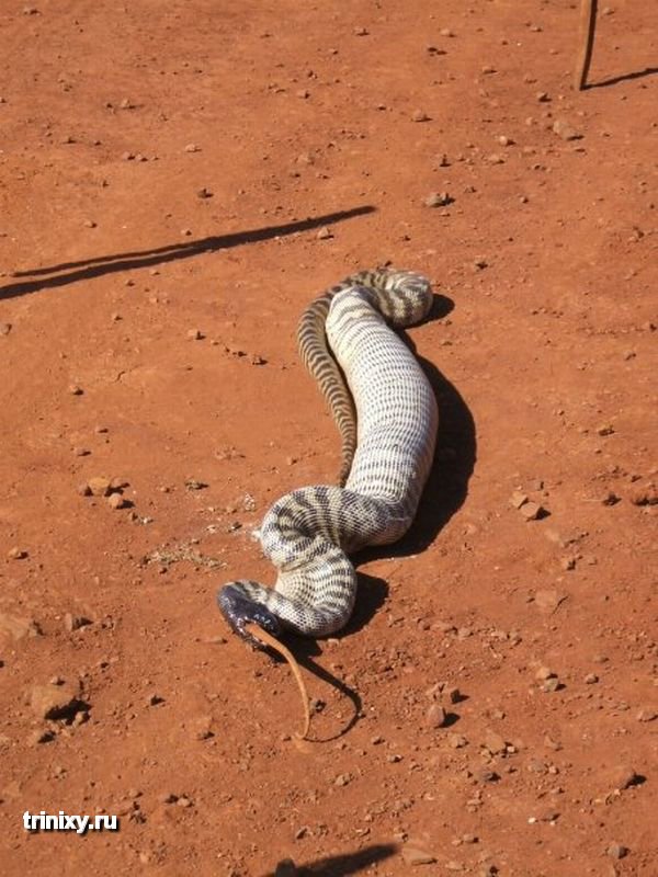 Змея ест огромную ящерицу (10 фото)