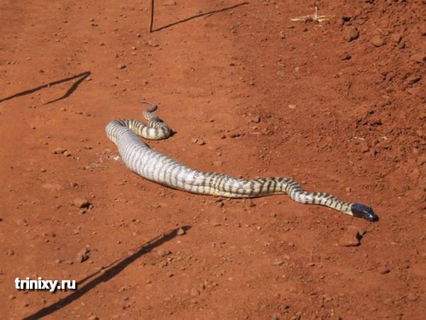 Змея ест огромную ящерицу (10 фото)