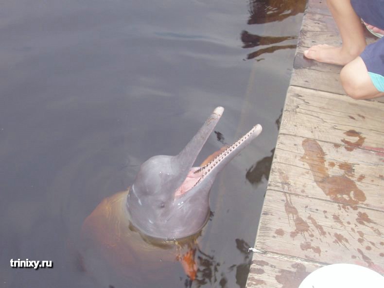 Амазонский речной дельфин (13 фото) » Триникси