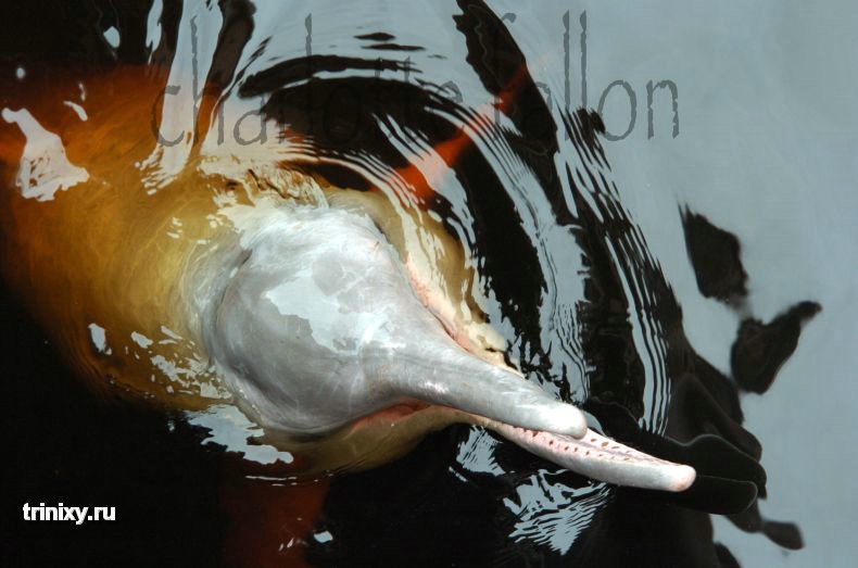 Амазонский речной дельфин (13 фото)