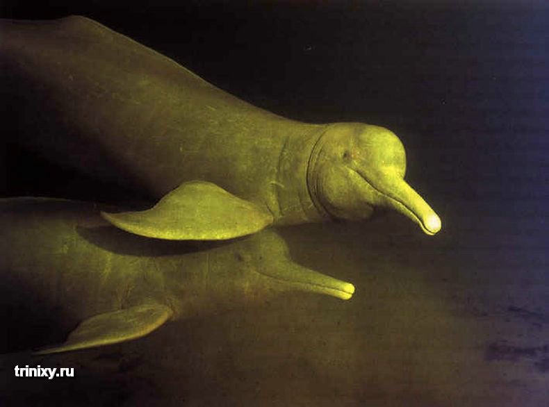 Амазонский речной дельфин (13 фото)