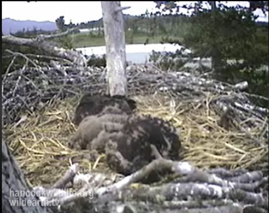 Камера из гнезда орла (прямая трансляция)