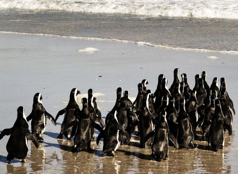 Прощание с пингвинами (13 фото)