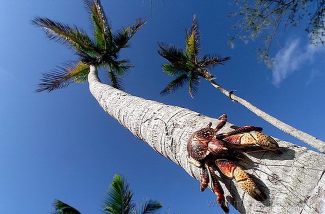 Пальмовый вор или кокосовый краб (27 фото)
