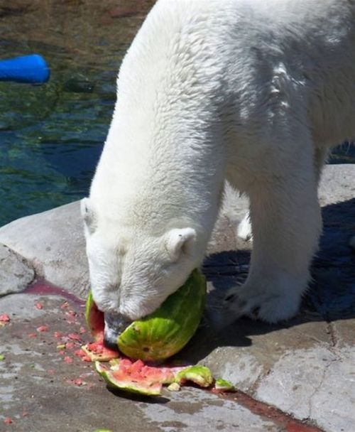 Ужин медведя (14 фото)