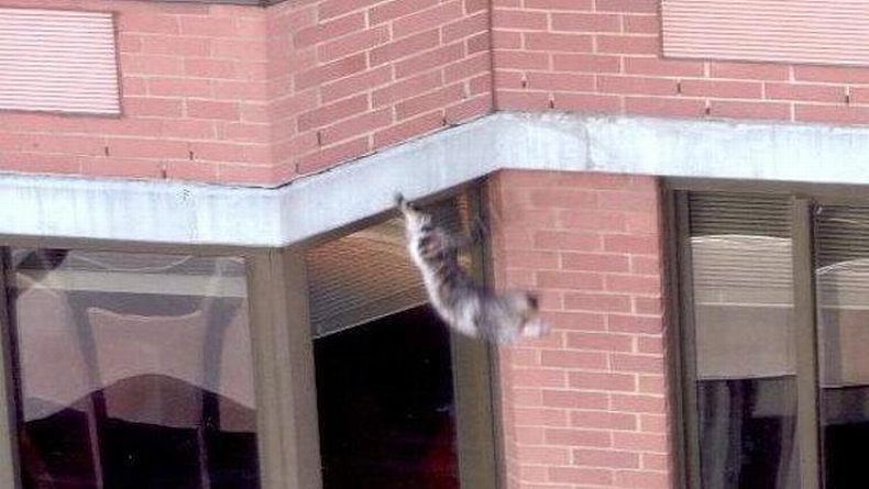 Кот Lucky из Нью Йорка выжил после падения с 26-го этажа (5 фото)
