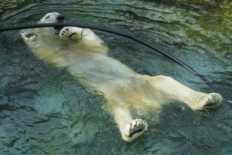 Белые медведи в зоопарке Северной Каролины (16 фото)