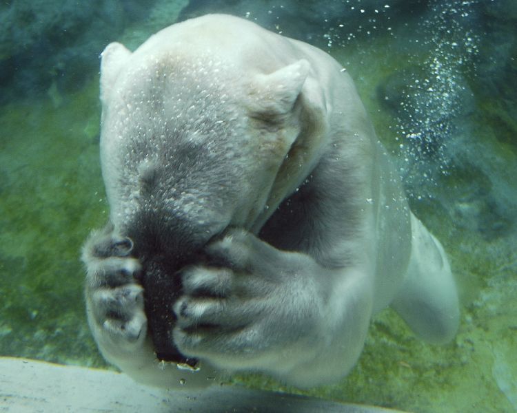 Белые медведи в зоопарке Северной Каролины (16 фото)