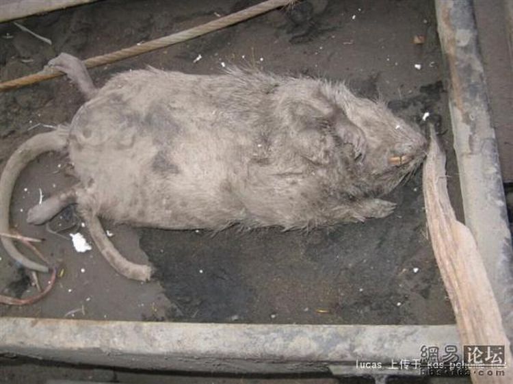 Китайская крыса (4 фото)