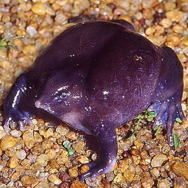 Пурпурная лягушка (13 фото + видео)