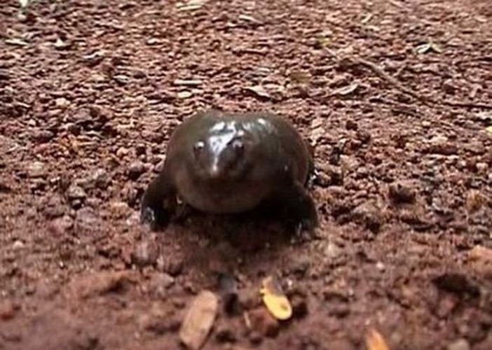 Пурпурная лягушка (13 фото + видео)