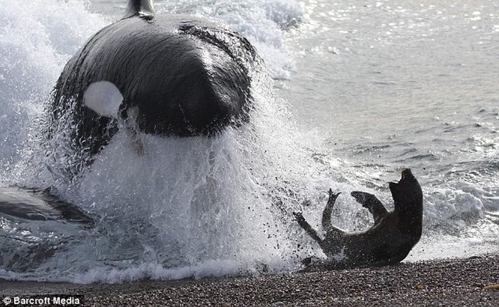 Тюлень убежал от касатки (4 фото)
