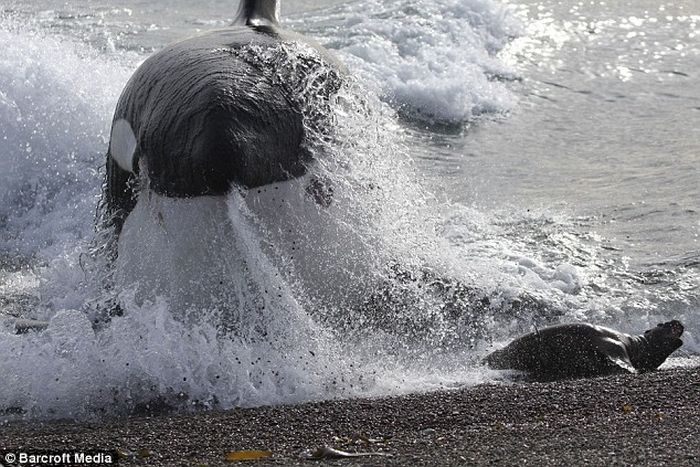 Тюлень убежал от касатки (4 фото)