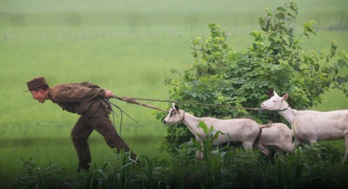 Тяжелая жизнь козла в Северной Корее (3 фото)