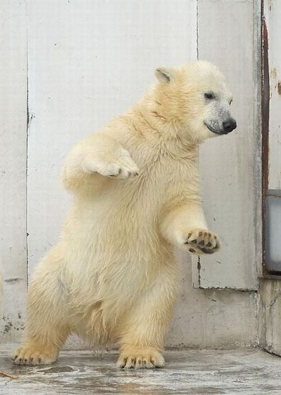 Танцующий медвежонок (4 фото)