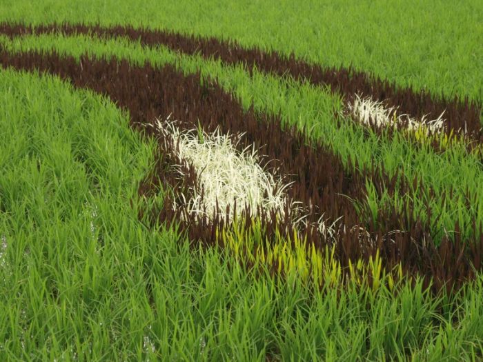 Рисунки на рисовых полях (13 фото)