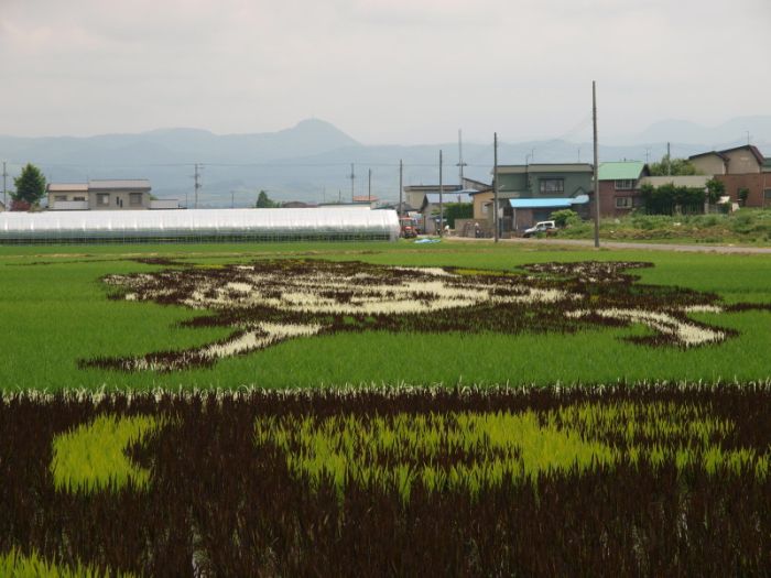 Рисунки на рисовых полях (13 фото)