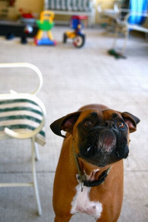 Собака, которая очень любит попкорн (8 фото)