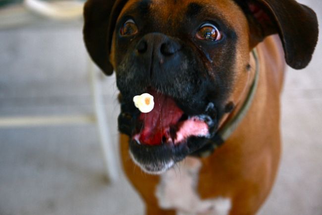 Собака, которая очень любит попкорн (8 фото)
