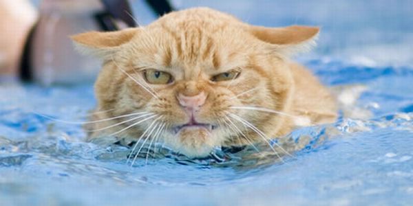 Плавающие коты (14 фото)