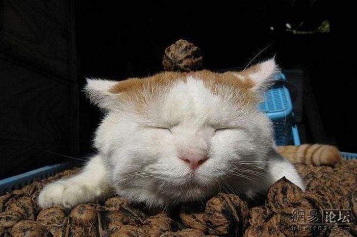 Сонный кот (20 фото)