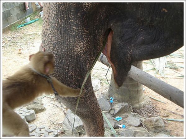 Обезьяна кормит слона (7 фото)