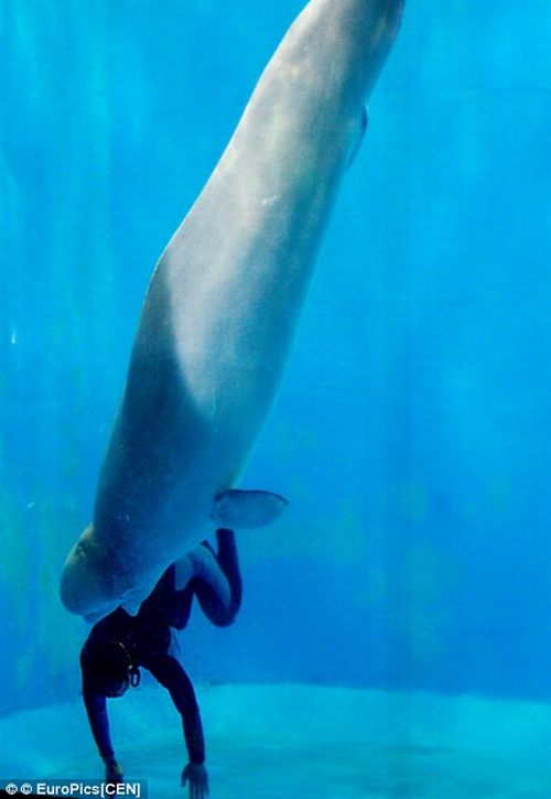 Дельфин-белуха спас жизнь дайверше (3 фото)