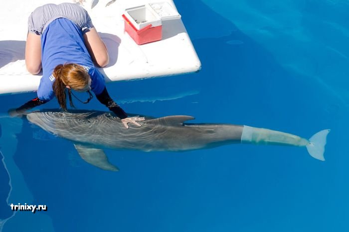 Новый хвост для дельфина (3 фото)