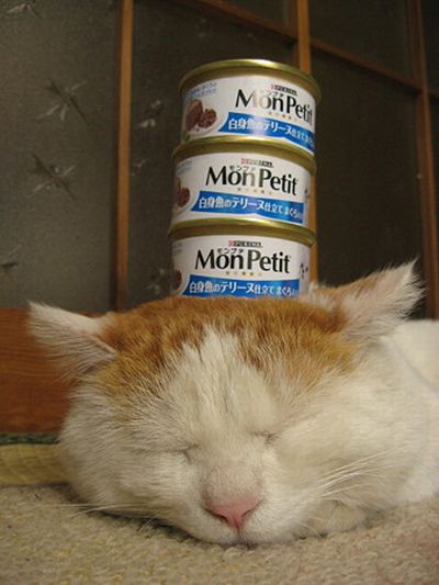 Сонный кот и консервы (4 фото)