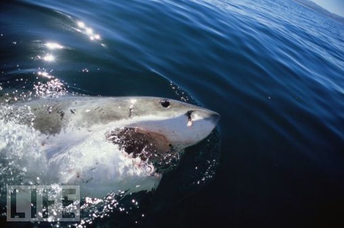 Пасть акулы (25 фото)