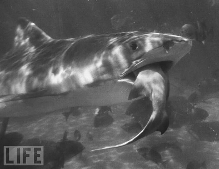 Пасть акулы (25 фото)