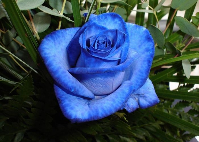 Голубые розы (24 фото)