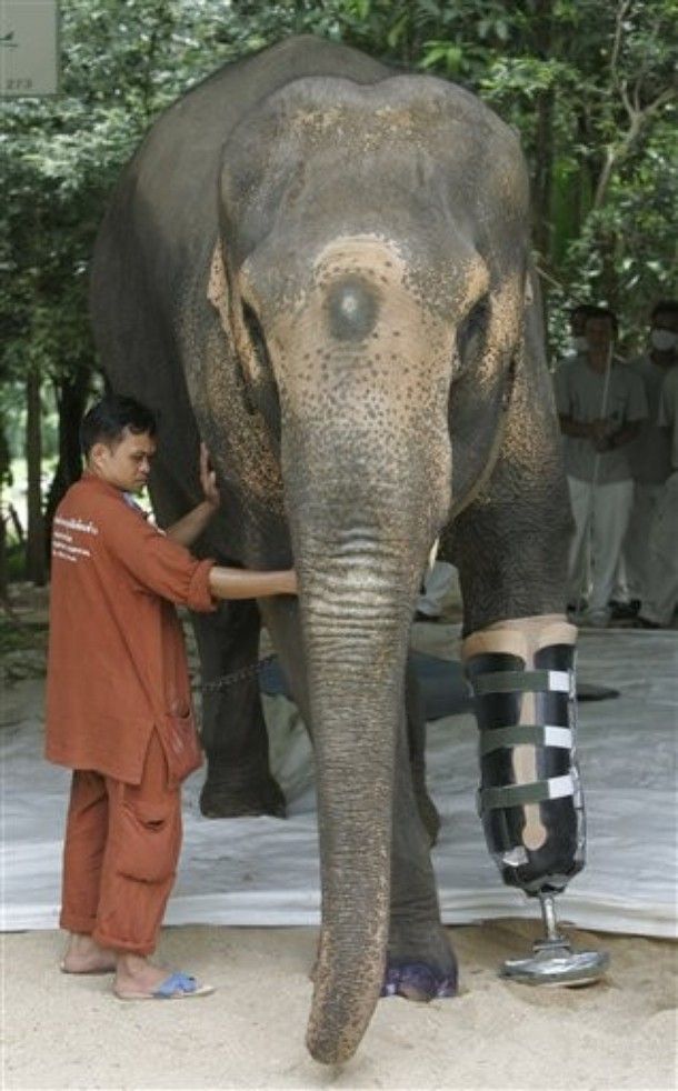 Протез для слонихи (13 фото)
