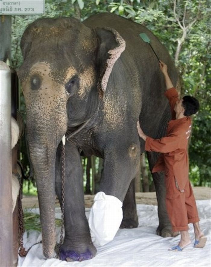 Протез для слонихи (13 фото)