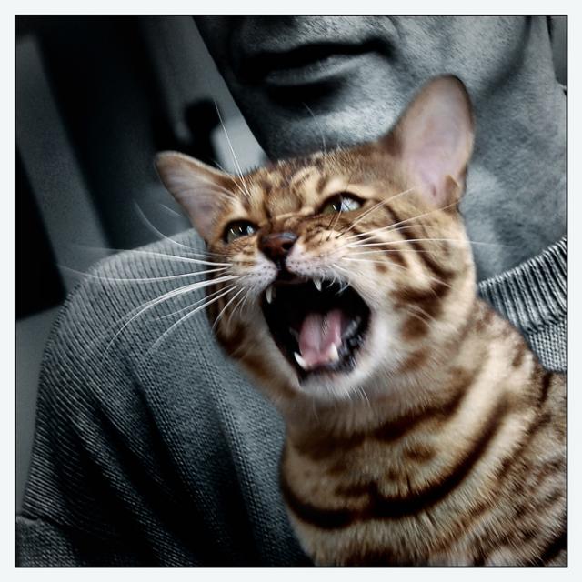 Классные фотографии котов (27 фото)