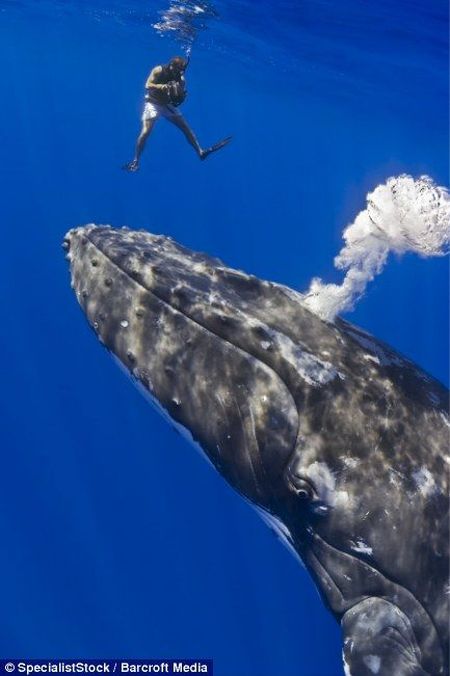 Танец с китом (4 фото)
