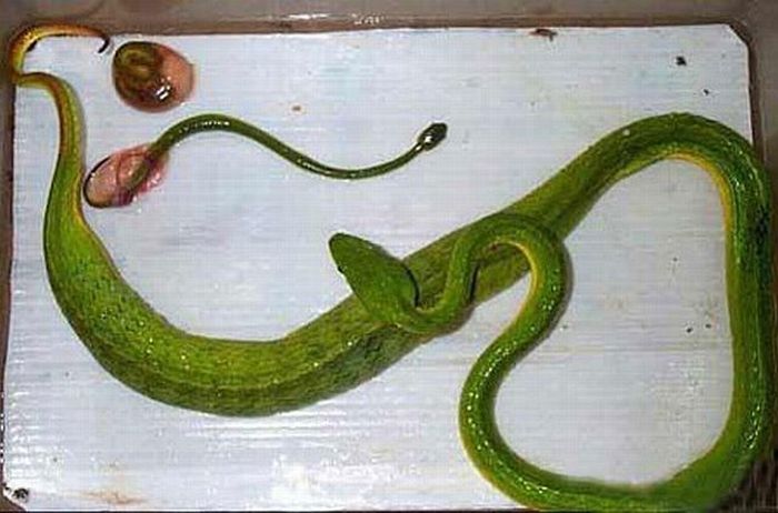 Как рожают змеи (4 фото)