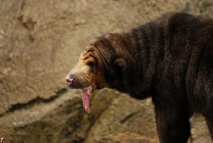 Смешной медведь (5 фото)