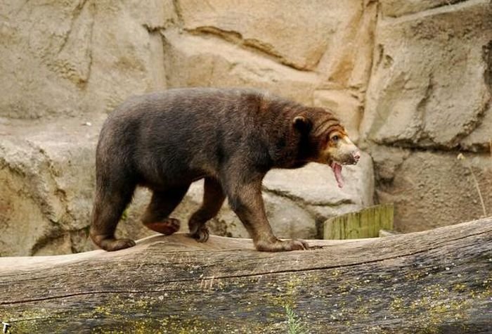Смешной медведь (5 фото)