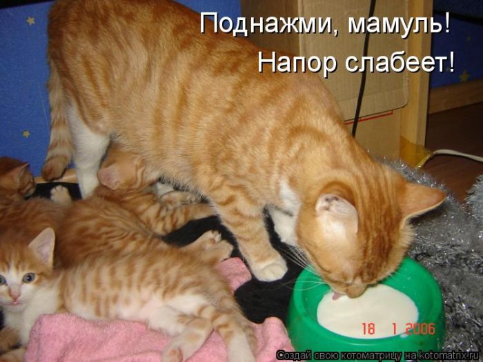 Лучшие котоматрицы августа (100 фото)