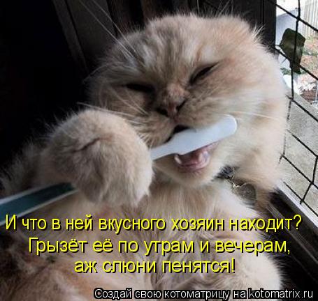 Лучшие котоматрицы августа (100 фото)