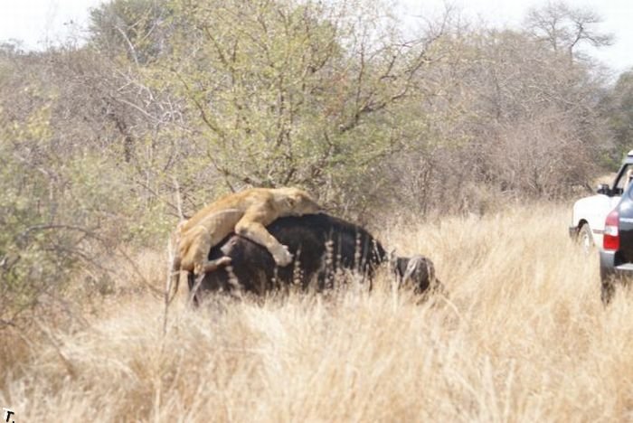 Охота львицы на буйвола (26 фото)