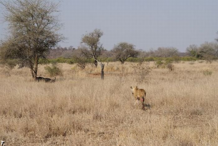 Охота львицы на буйвола (26 фото)